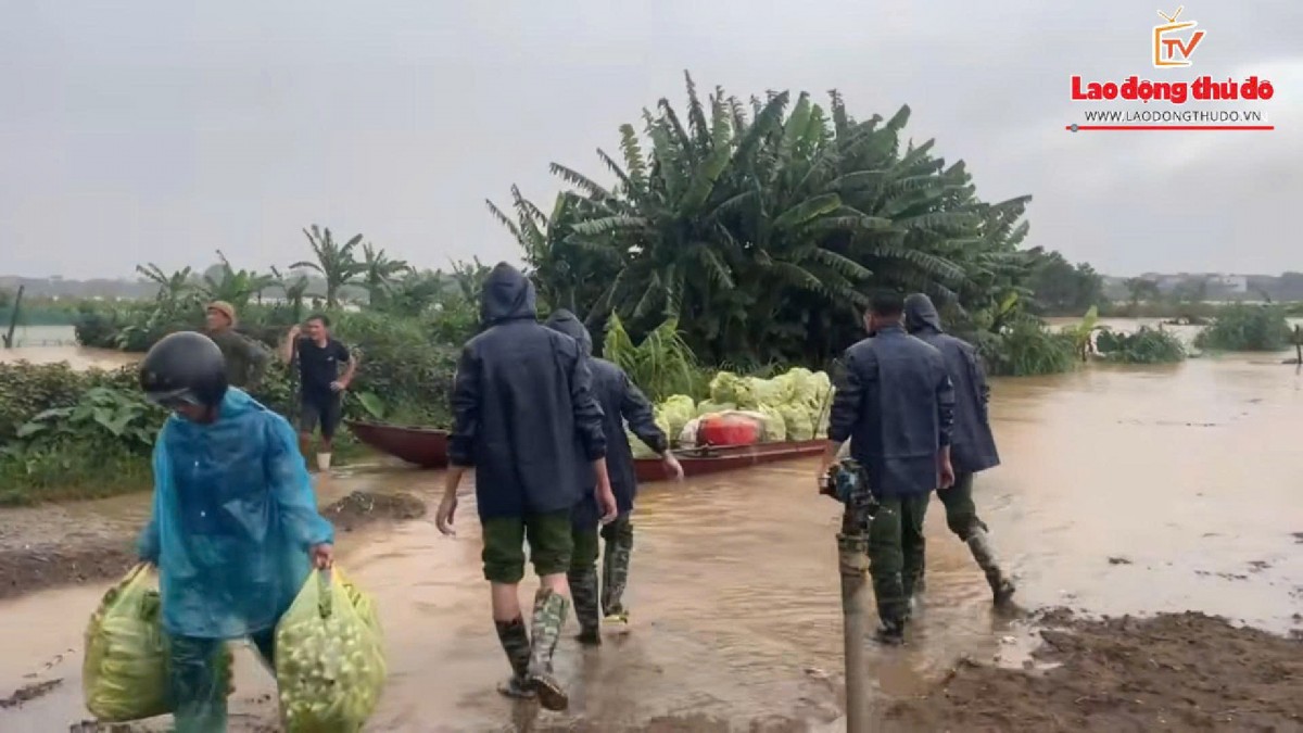 Minh Châu - Xã đảo duy nhất của Hà Nội giữa vòng vây mưa lũ