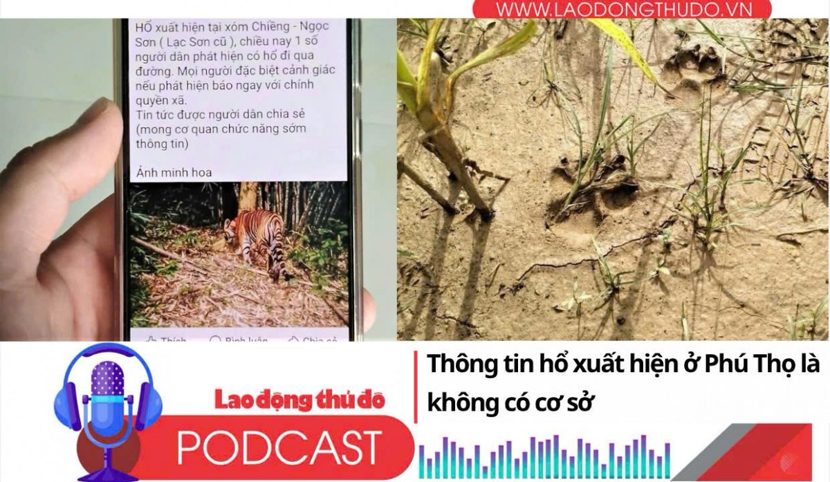 Điểm những tin nổi bật sáng ngày 3/10/2025: Thông tin hổ xuất hiện ở Phú Thọ là không có cơ sở