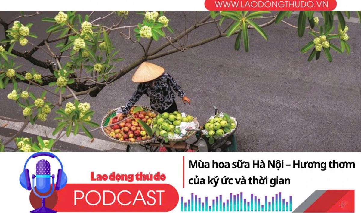 Mùa hoa sữa Hà Nội - Hương thơm của ký ức và thời gian