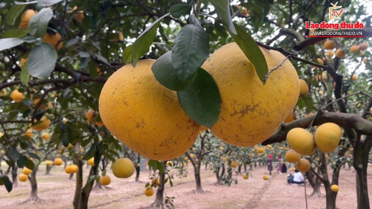 Giáp Tết, “thủ phủ” bưởi Diễn Phú Diễn vào mùa thu hoạch rộn ràng