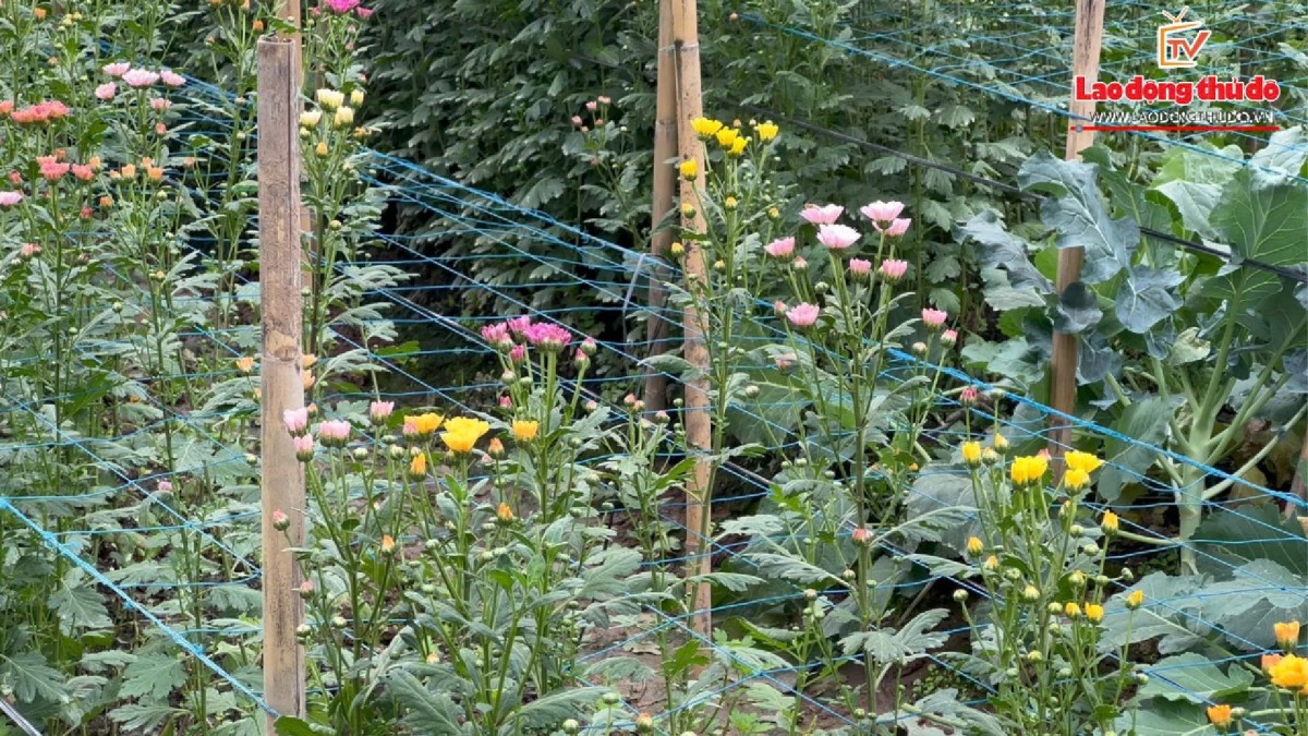 Tây Tựu rực sắc hoa Tết