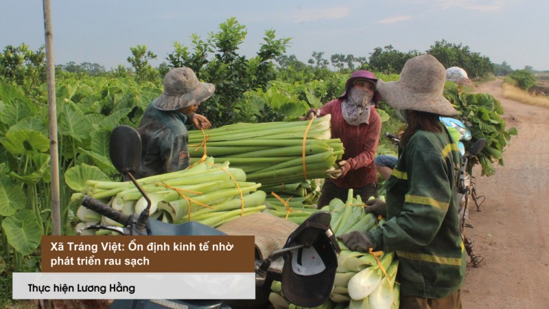 Điểm sáng trong phát triển rau sạch xã Tráng Việt